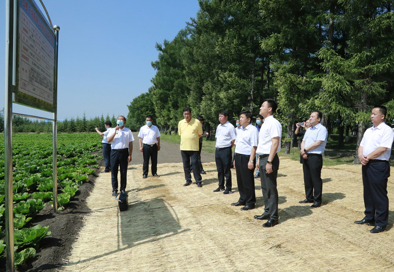 考察北安分公司红星农场有限公司有机白菜示范田